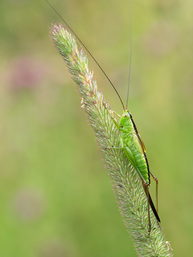 Long Winged Conehead female